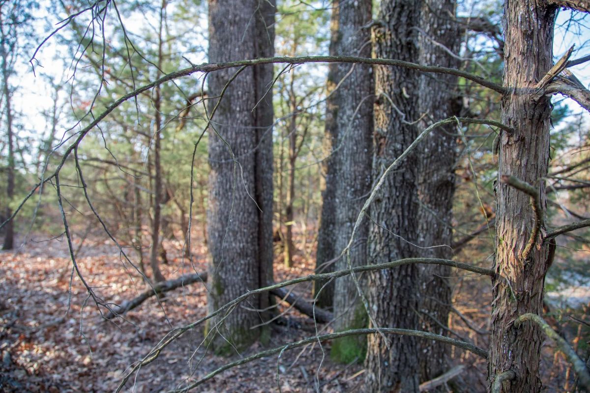 Decorative background for Eufaula Cove Tract 26 image 6