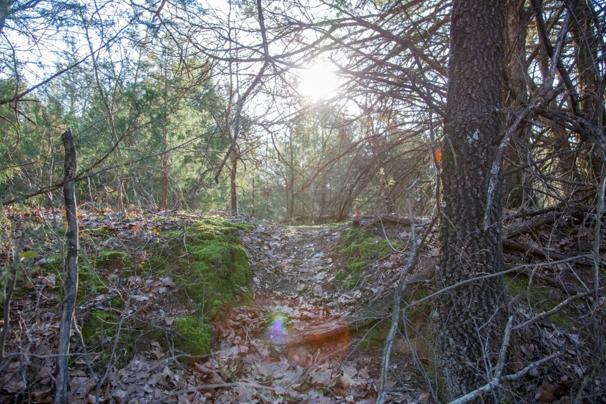 Decorative background for Eufaula Cove Tract 26 image 10