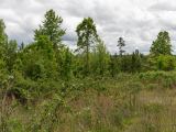 Sleepy Hollow Phase II Tract 85