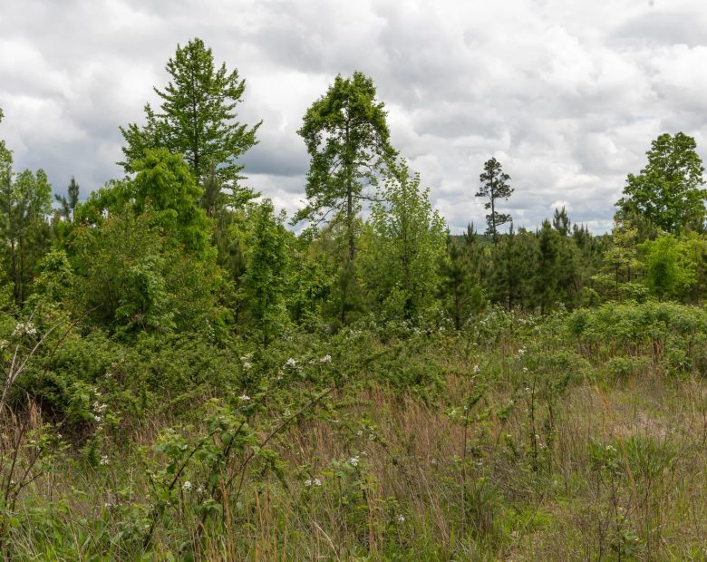 Sleepy Hollow Phase II Tract 85 in Texas County, MO