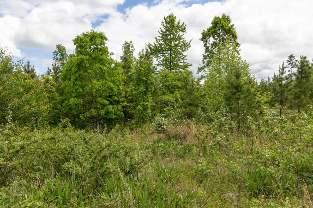 Decorative background for Sleepy Hollow Phase II Tract 85 image 5