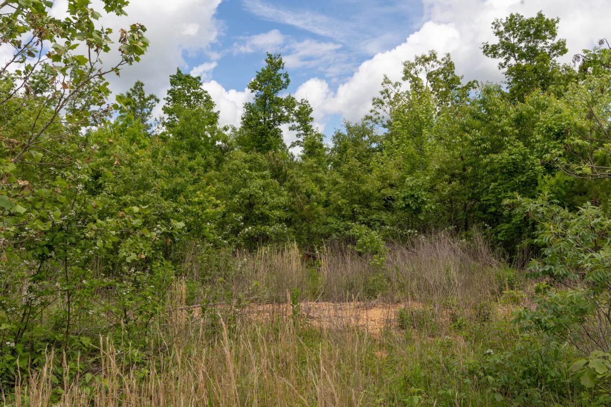 Decorative background for Sleepy Hollow Phase II Tract 85 image 8