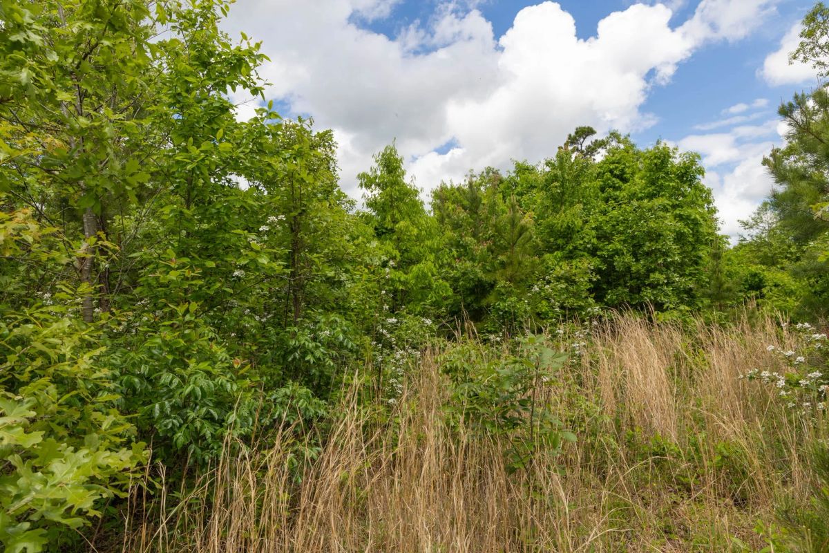 Decorative background for Sleepy Hollow Phase II Tract 85 image 9