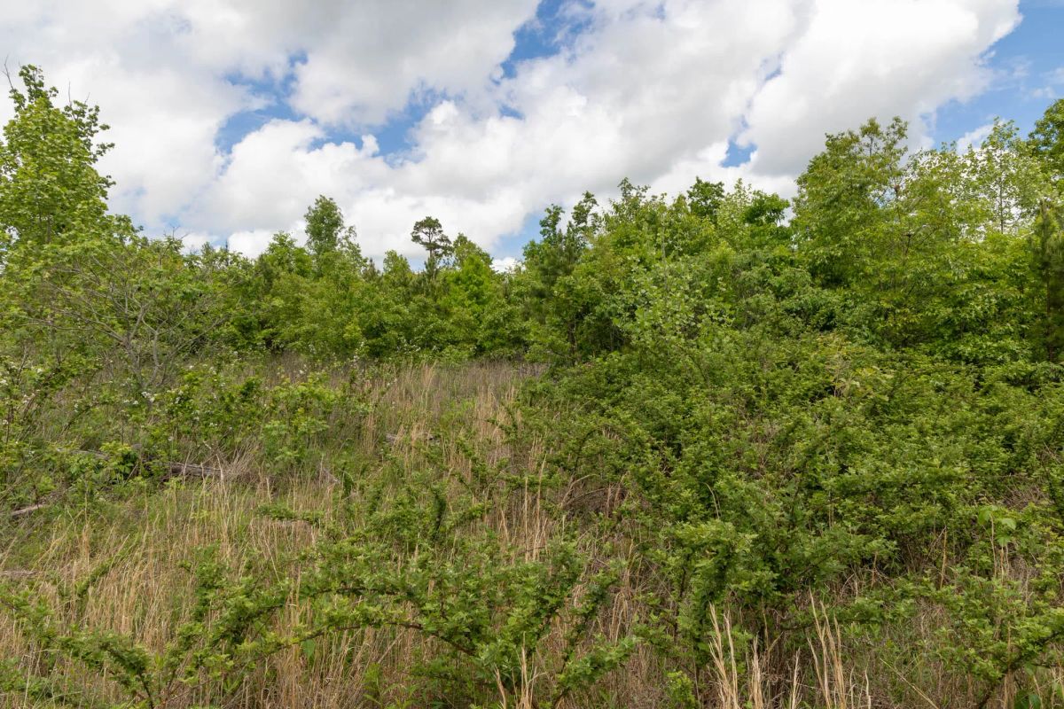 Decorative background for Sleepy Hollow Phase II Tract 85 image 11