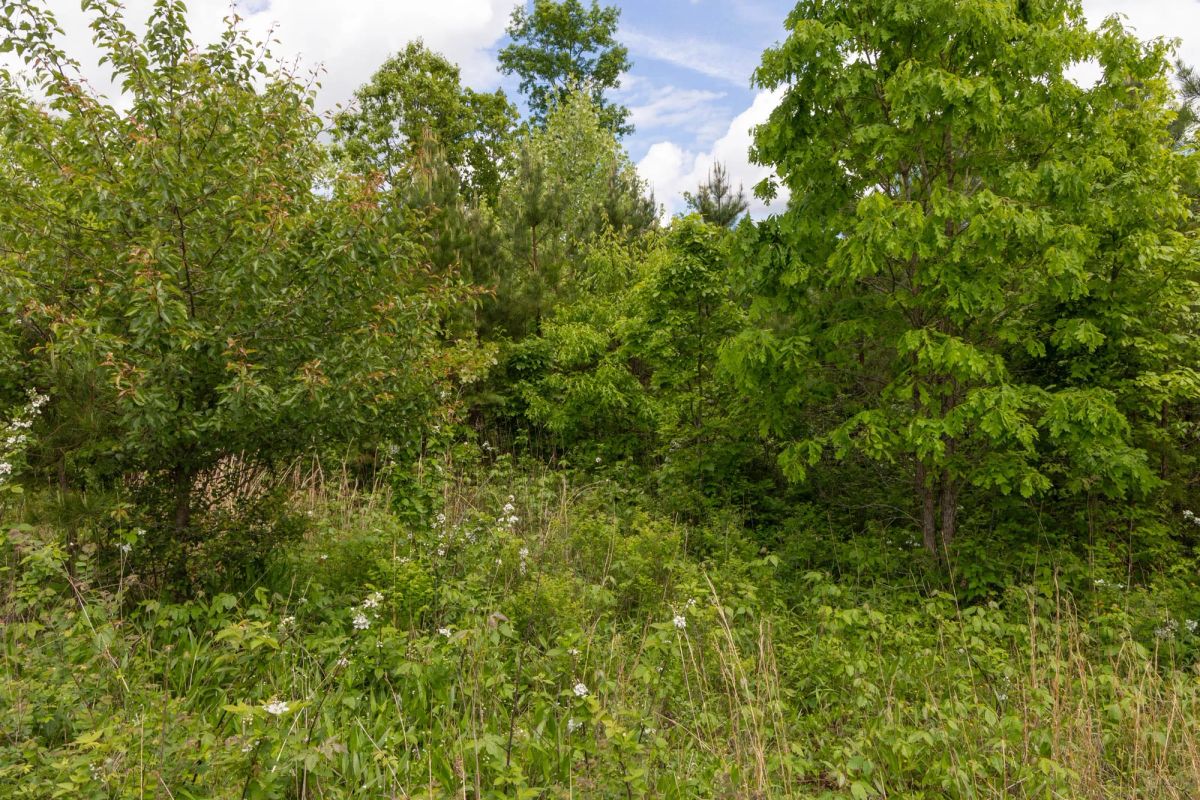 Decorative background for Sleepy Hollow Phase II Tract 85 image 13