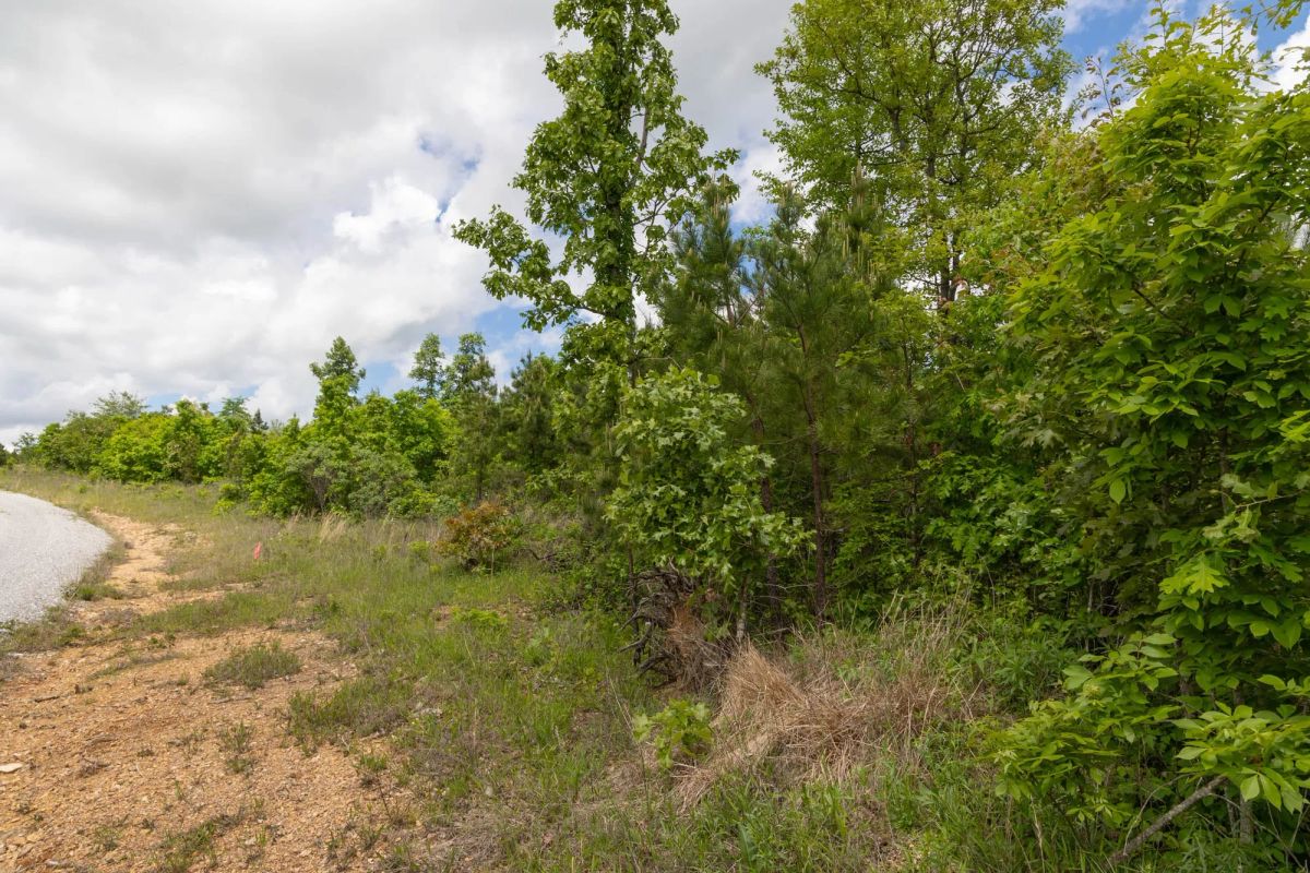 Decorative background for Sleepy Hollow Phase II Tract 85 image 14