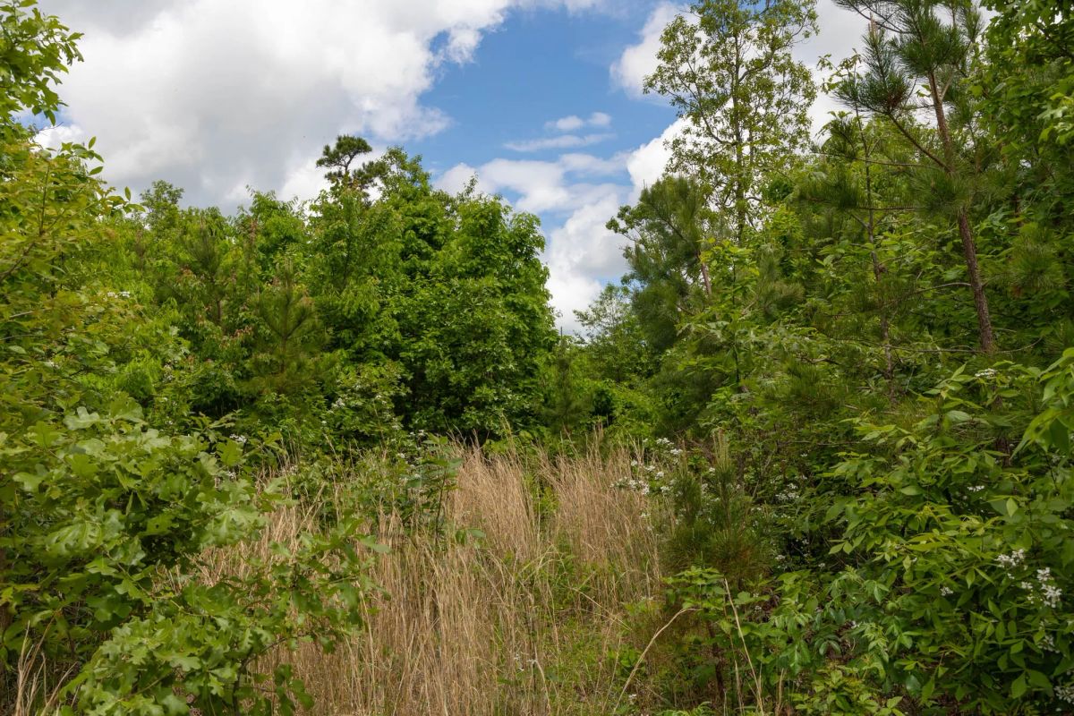 Decorative background for Sleepy Hollow Phase II Tract 85 image 15
