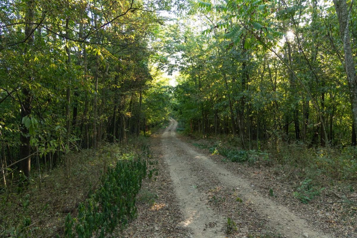 Big White Oak Tract 97 - Main image