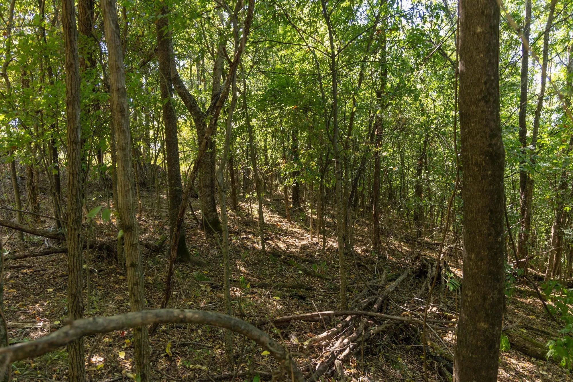 Big White Oak Tract 97 in Perry County, TN