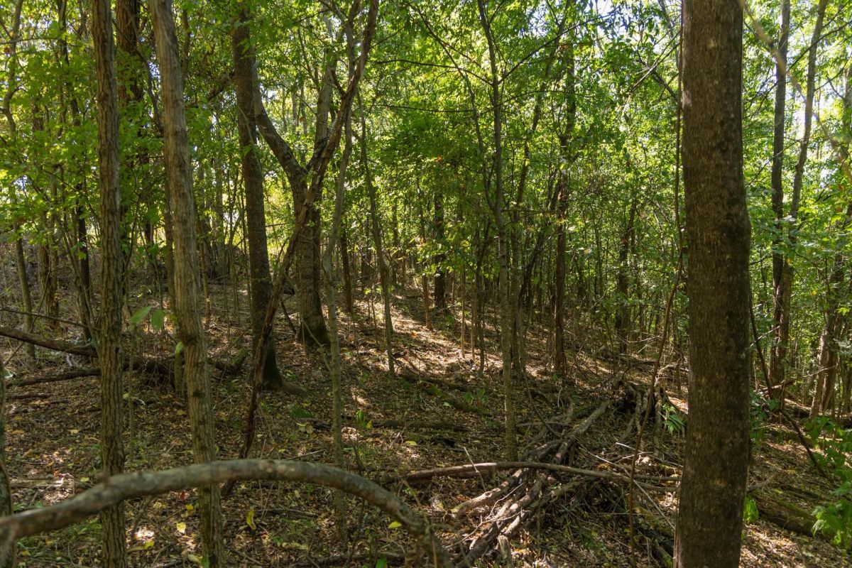 Big White Oak Tract 97 - Image 3