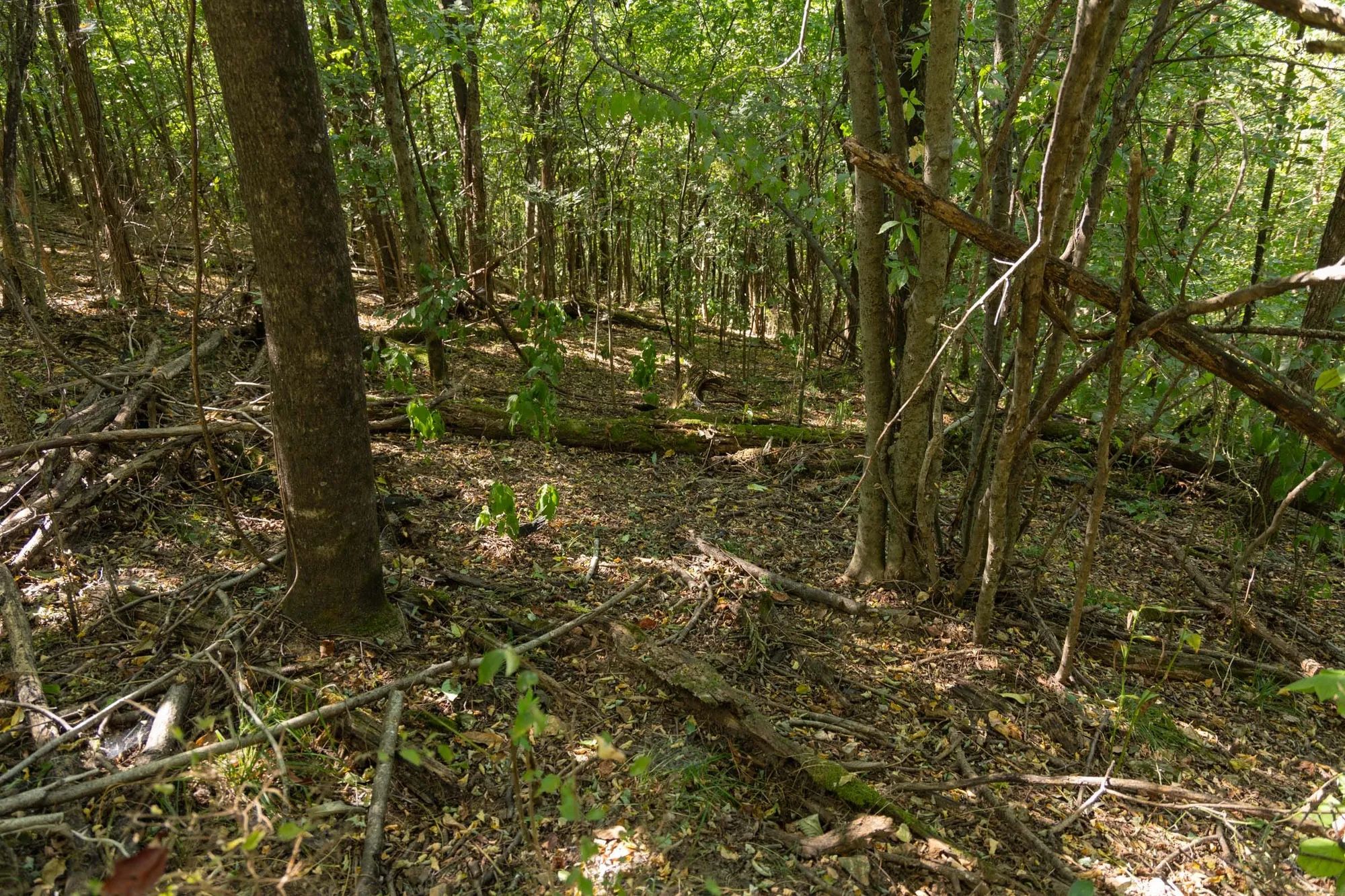 Big White Oak Tract 97 in Perry County, TN