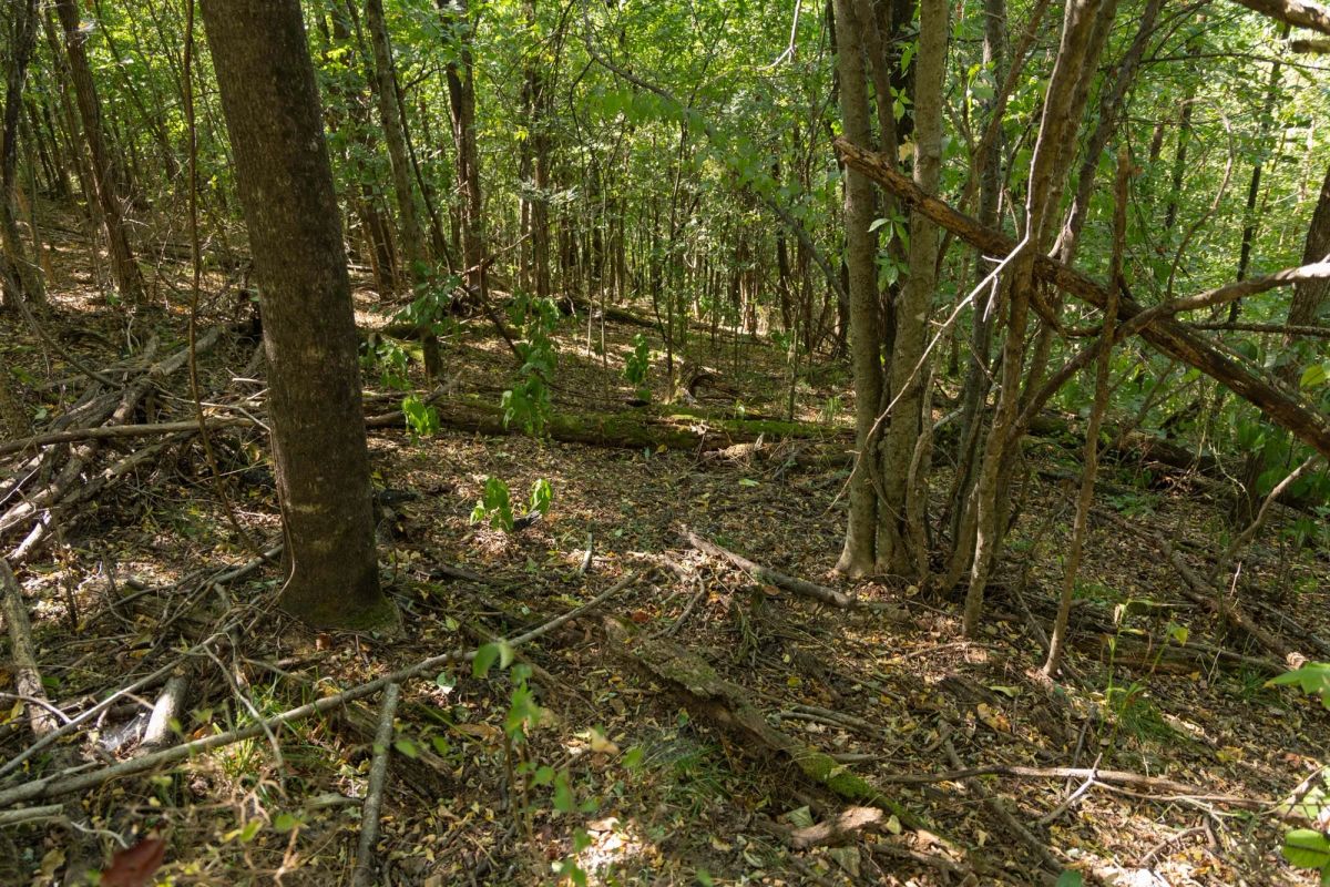 Big White Oak Tract 97 - Image 4