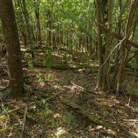 Big White Oak Tract 97 in Perry County, TN
