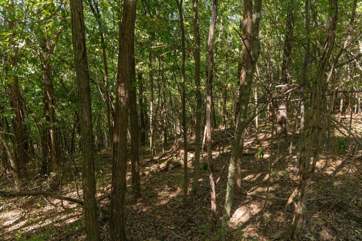 Decorative background for Big White Oak Tract 97 image 6