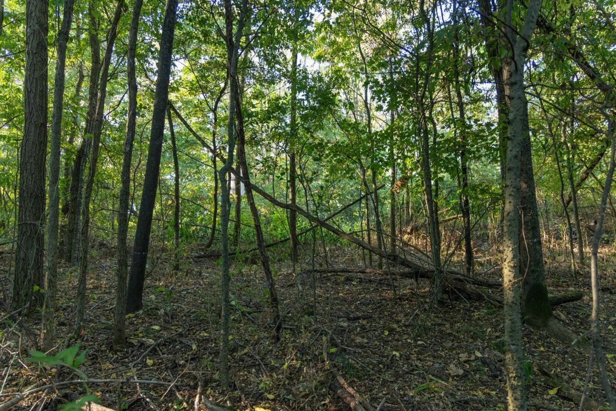 Decorative background for Big White Oak Tract 97 image 7