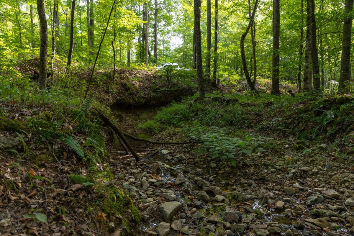 Decorative background for Big White Oak Tract 97 image 8