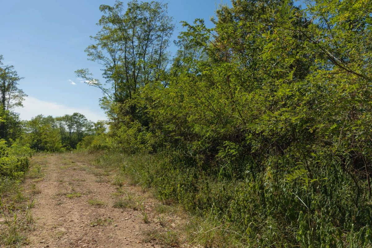Decorative background for Big White Oak Tract 97 image 9