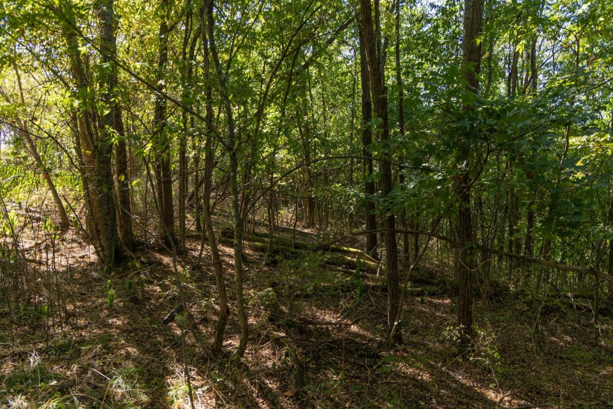 Decorative background for Big White Oak Tract 97 image 10