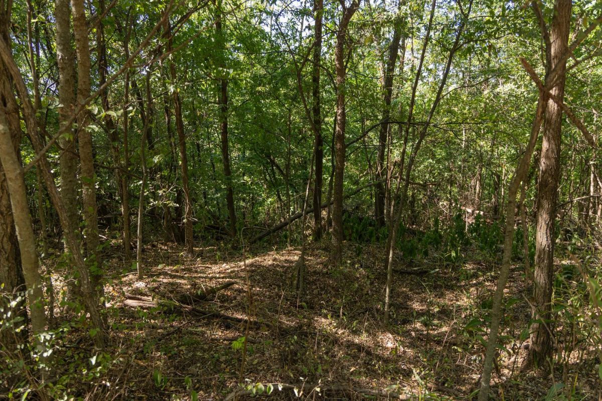 Decorative background for Big White Oak Tract 97 image 11