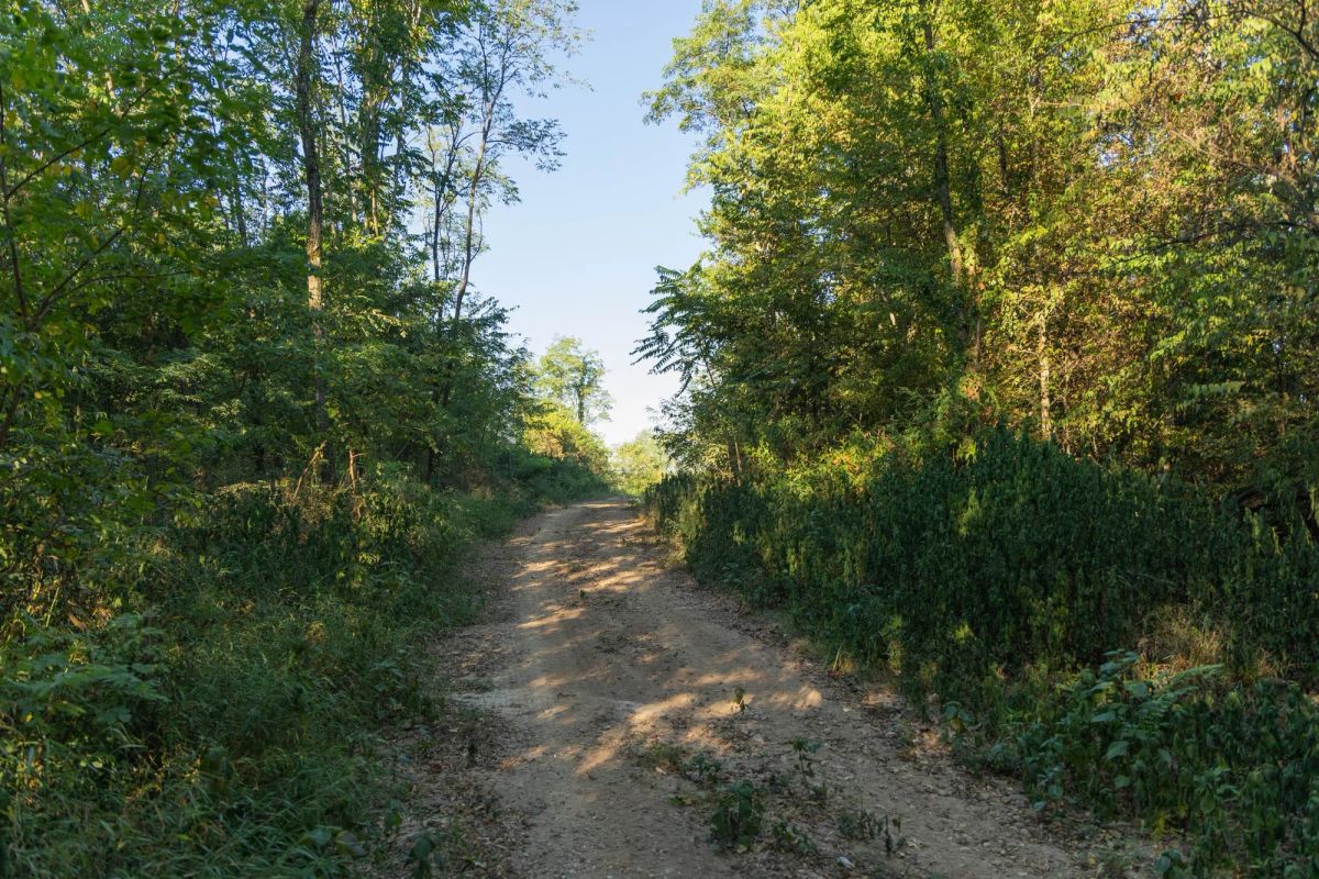 Decorative background for Big White Oak Tract 97 image 12