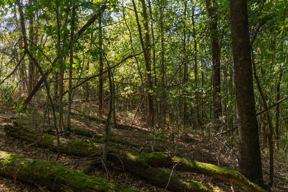 Decorative background for Big White Oak Tract 97 image 13