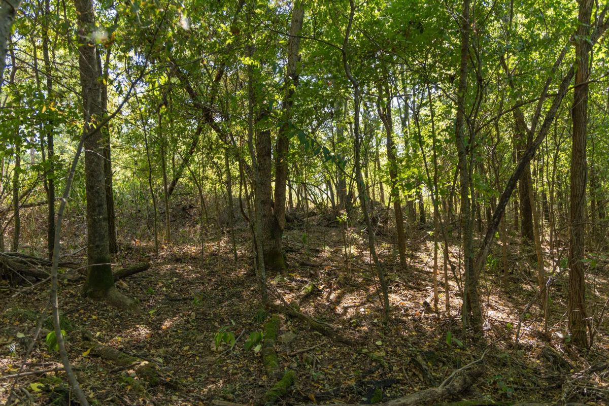 Decorative background for Big White Oak Tract 97 image 14