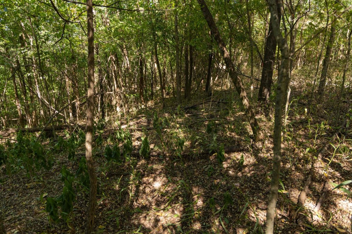 Decorative background for Big White Oak Tract 97 image 15