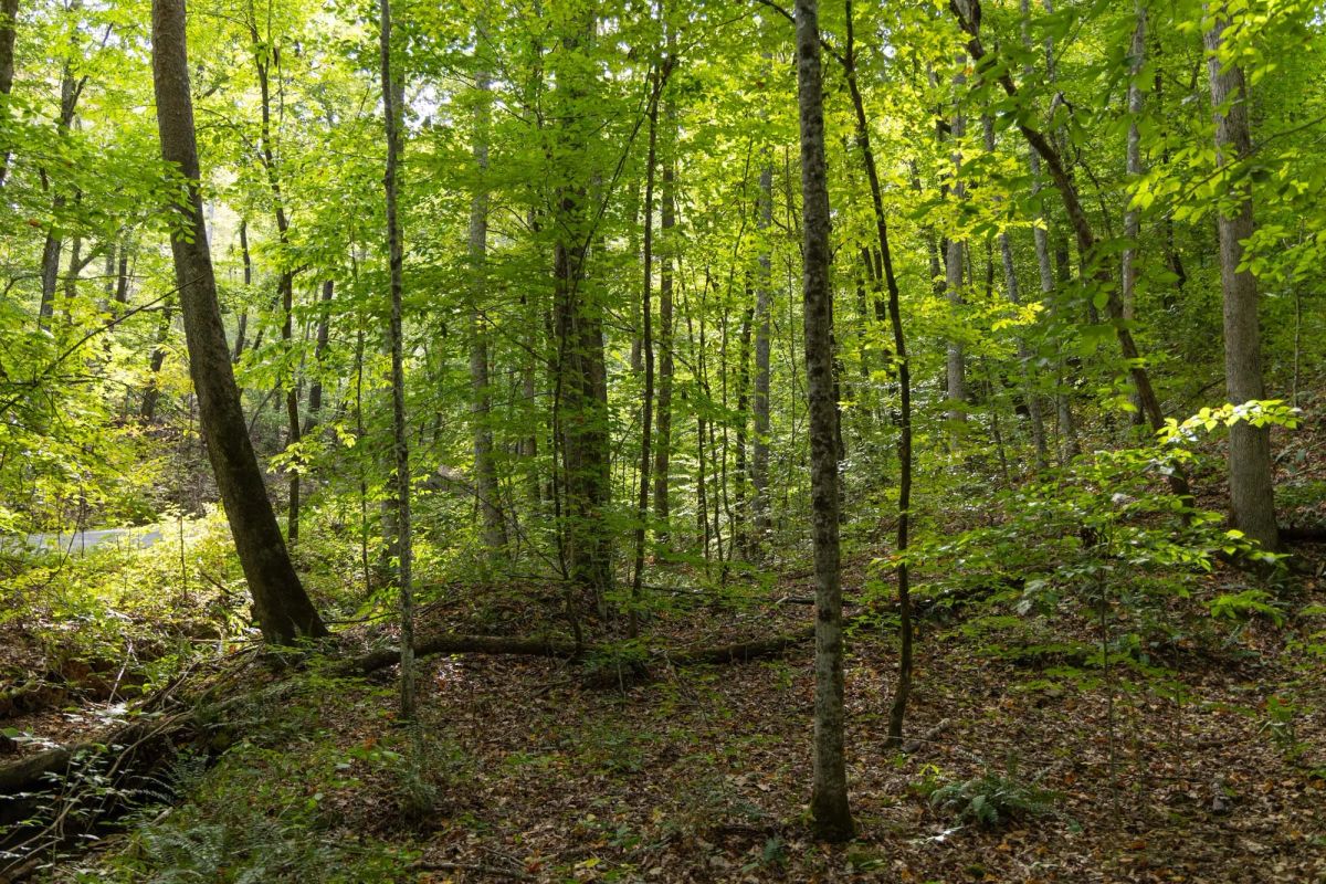 Decorative background for Big White Oak Tract 97 image 16