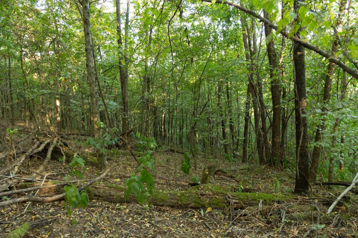 Decorative background for Big White Oak Tract 97 image 17