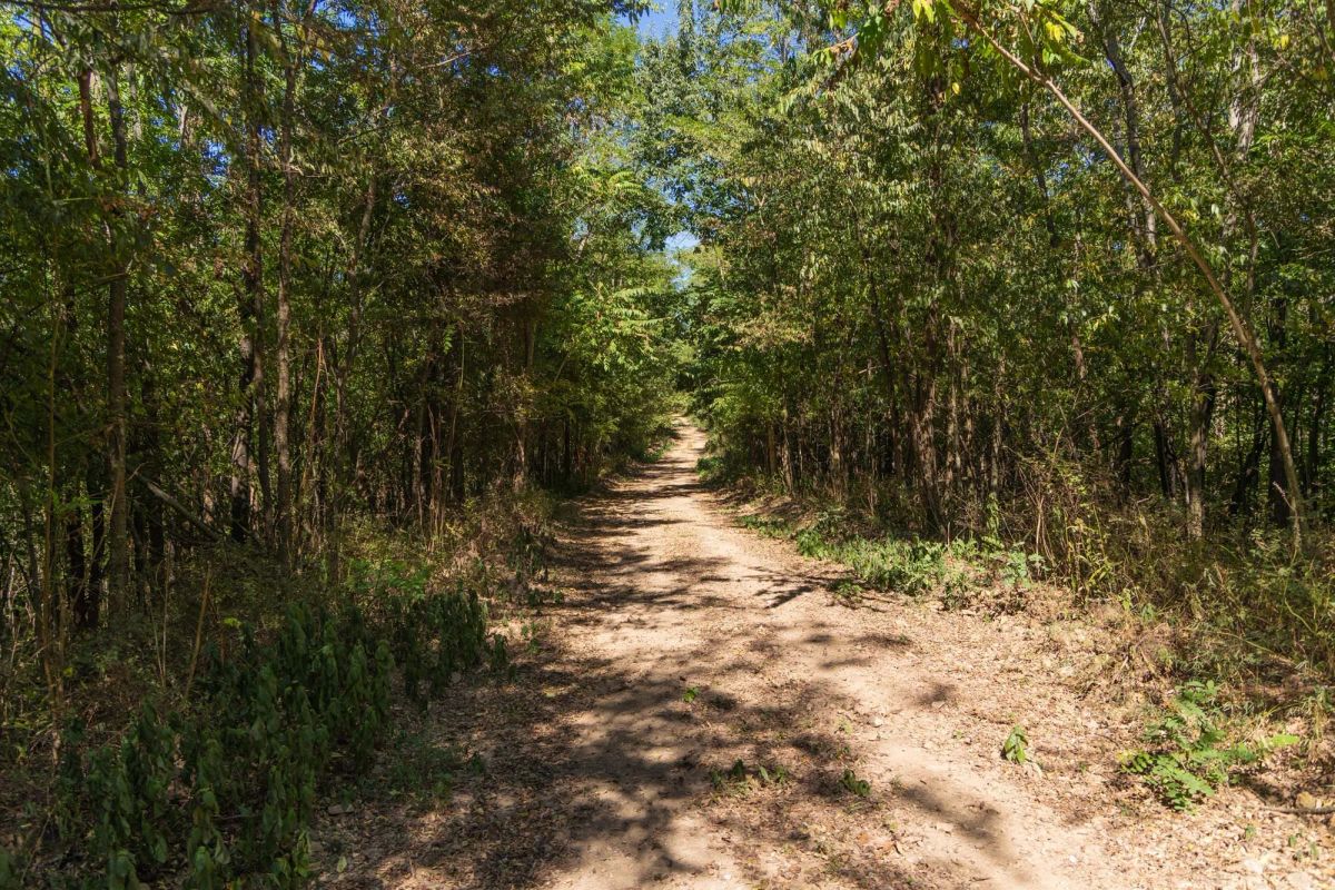 Decorative background for Big White Oak Tract 97 image 18