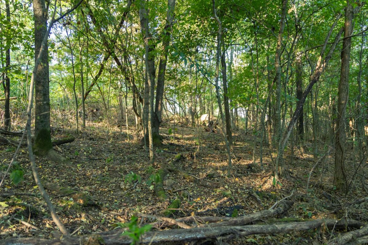 Decorative background for Big White Oak Tract 97 image 19