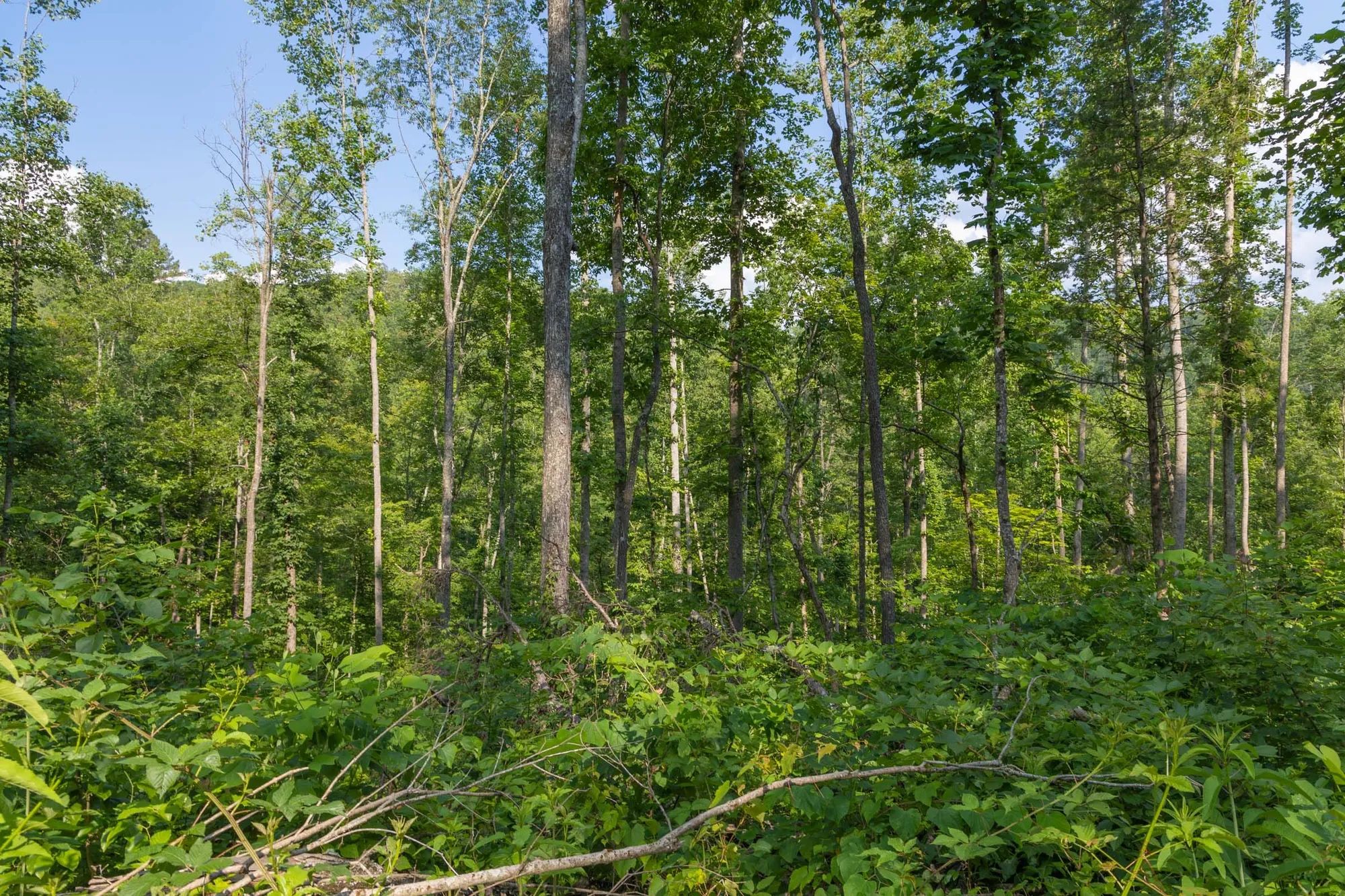 Creek Hollow Phase II Tract 76 in Rockcastle County, KY