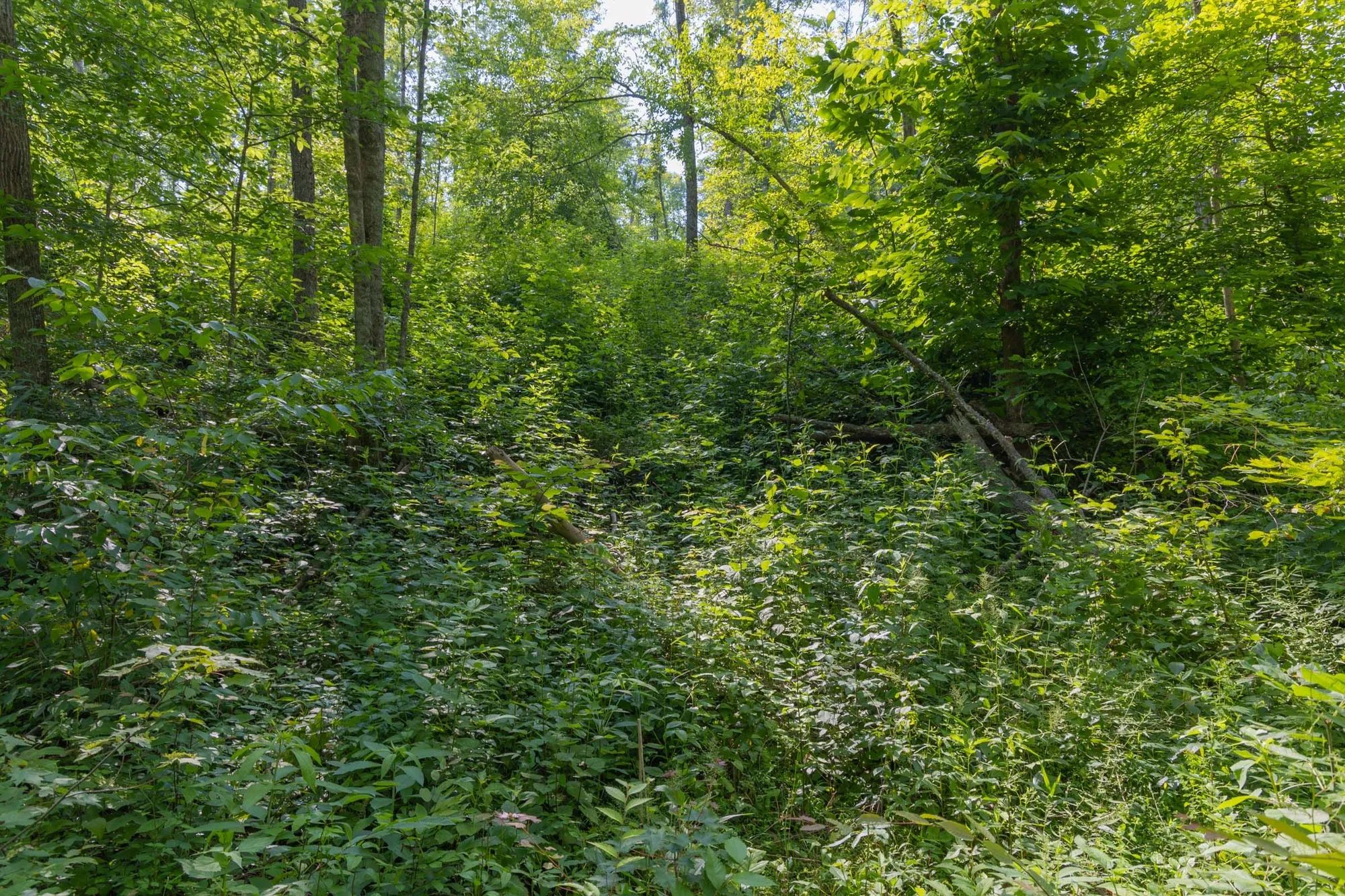Creek Hollow Phase II Tract 76 in Rockcastle County, KY