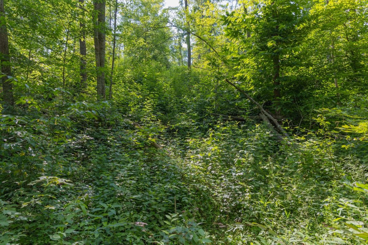 Creek Hollow Phase II Tract 76 - Image 2