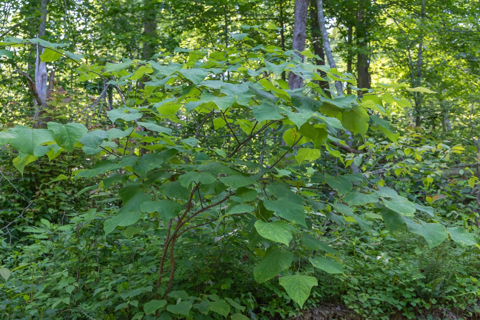 Creek Hollow Phase II Tract 76 in Rockcastle County, KY