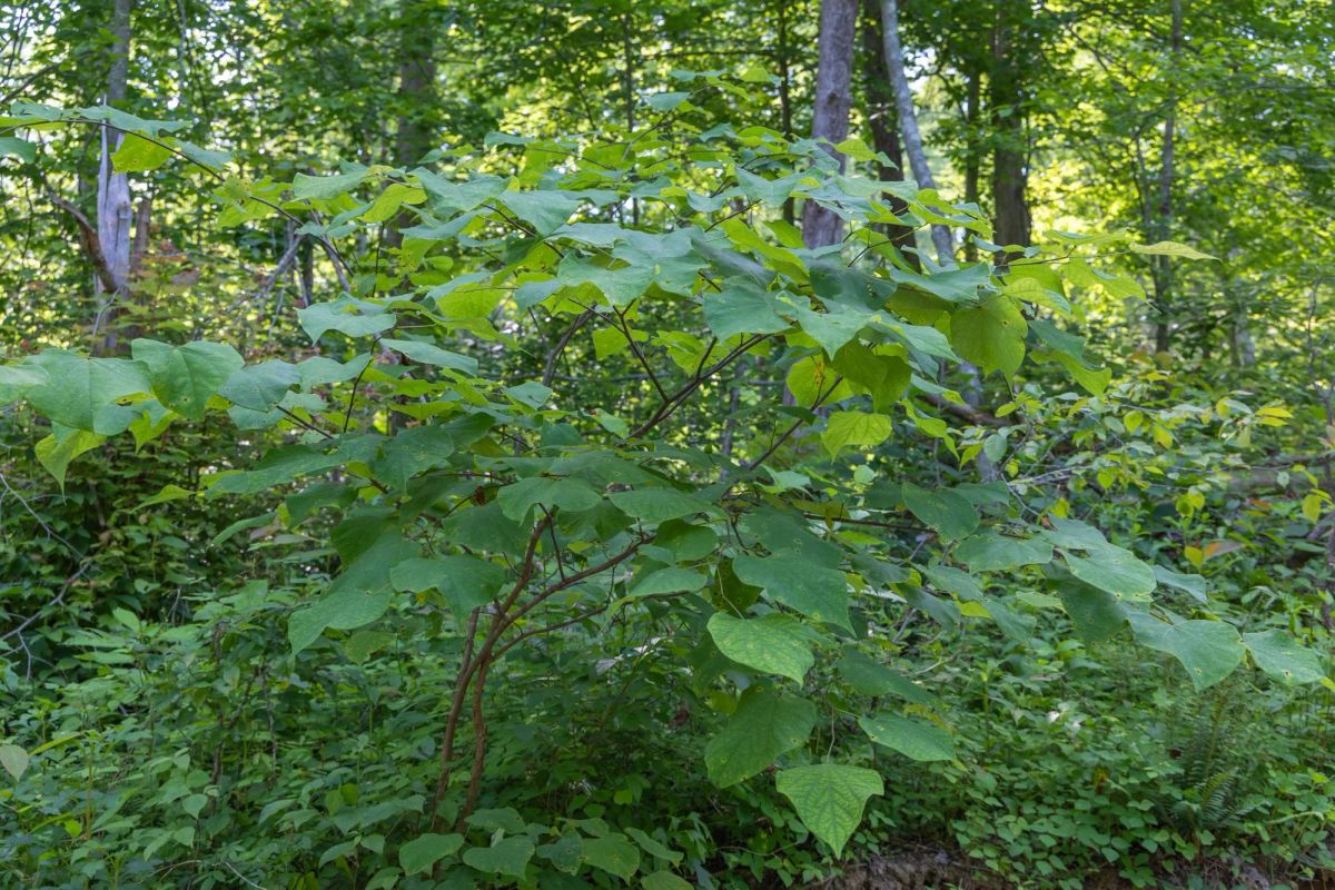 Creek Hollow Phase II Tract 76 - Image 3