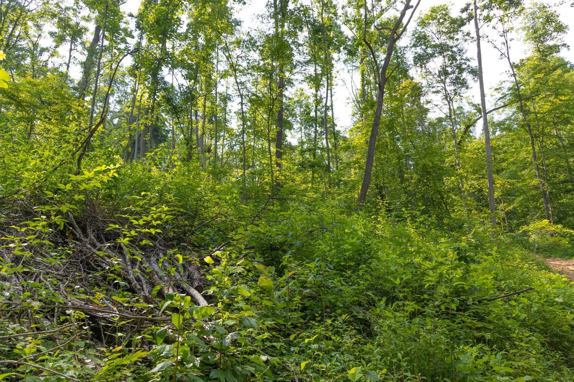 Creek Hollow Phase II Tract 76 in Rockcastle County, KY