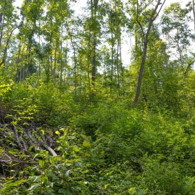 Creek Hollow Phase II Tract 76 in Rockcastle County, KY