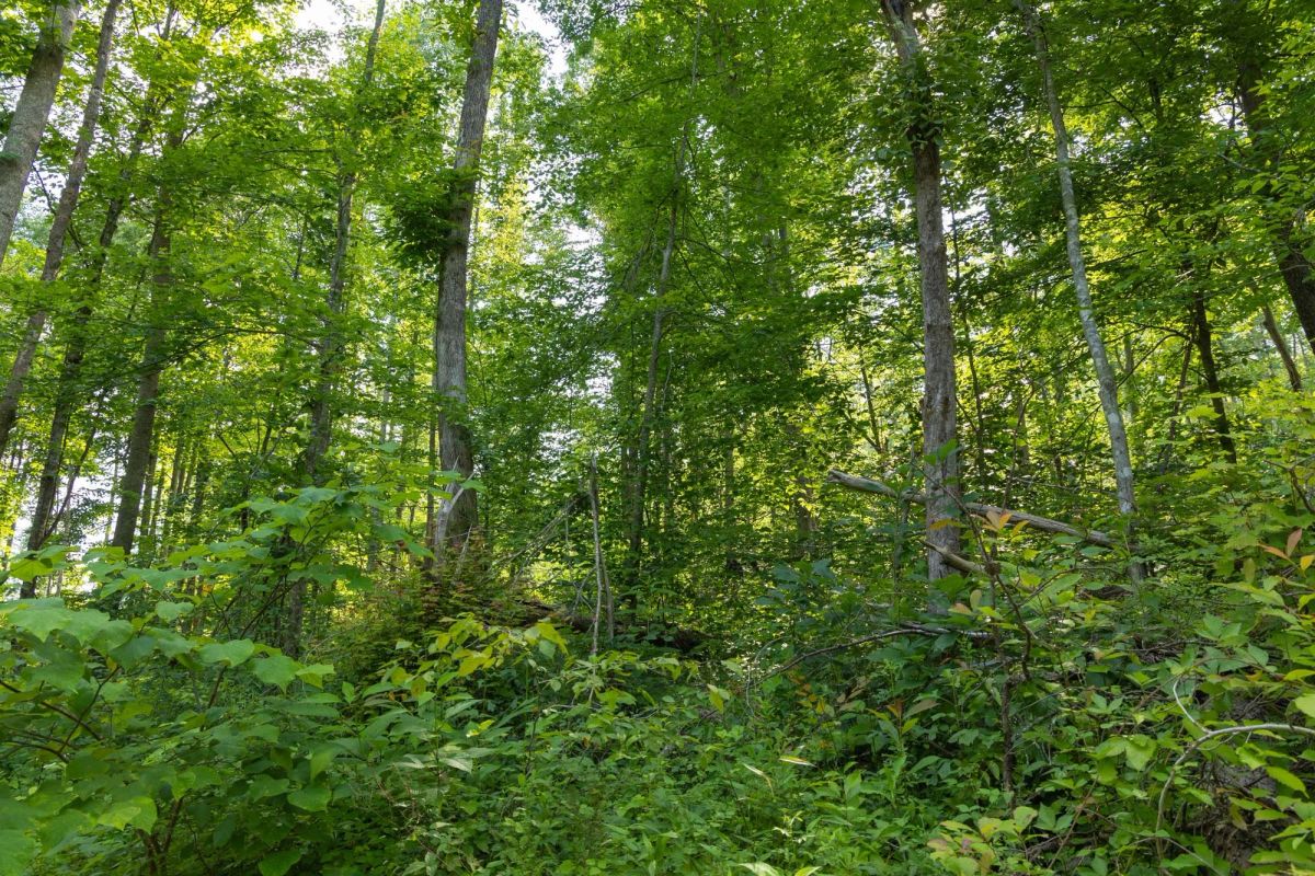 Decorative background for Creek Hollow Phase II Tract 76 image 5