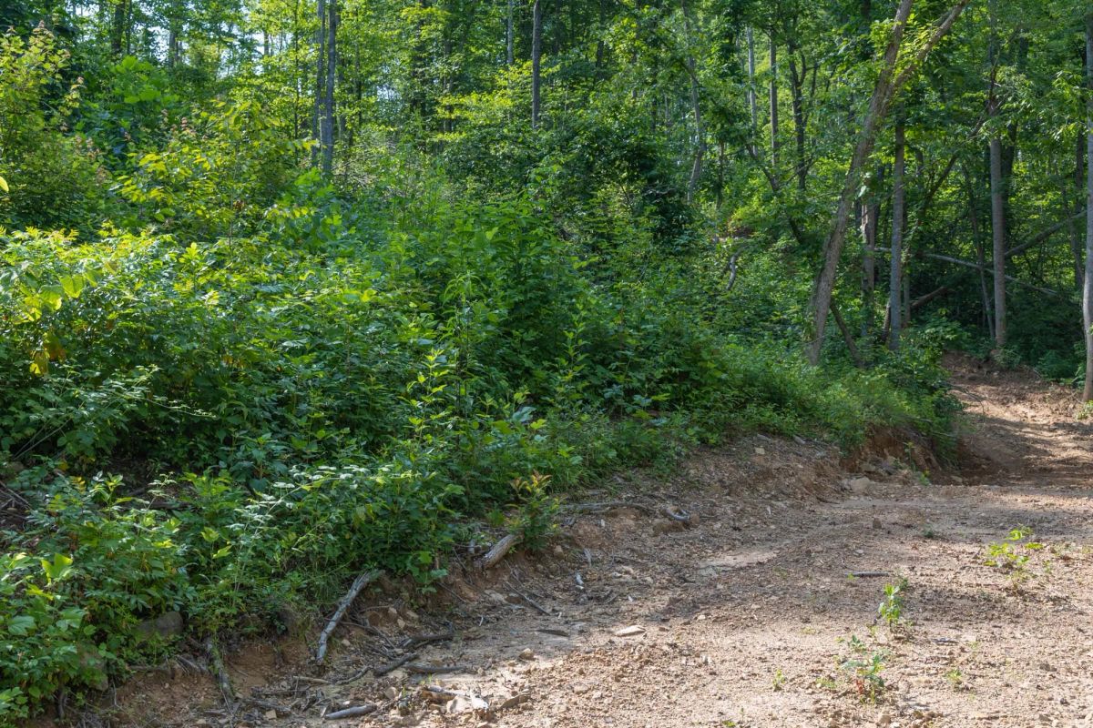 Decorative background for Creek Hollow Phase II Tract 76 image 6