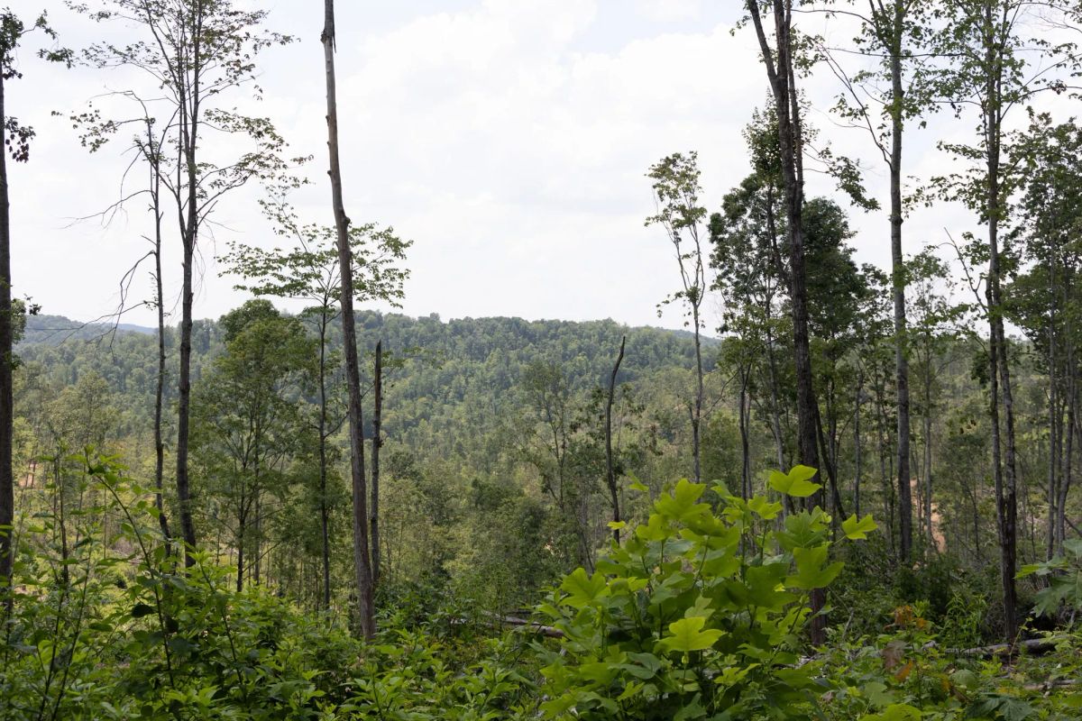 Decorative background for Creek Hollow Phase II Tract 76 image 7