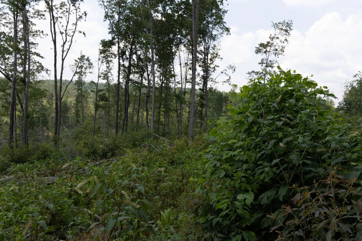 Decorative background for Creek Hollow Phase II Tract 76 image 8