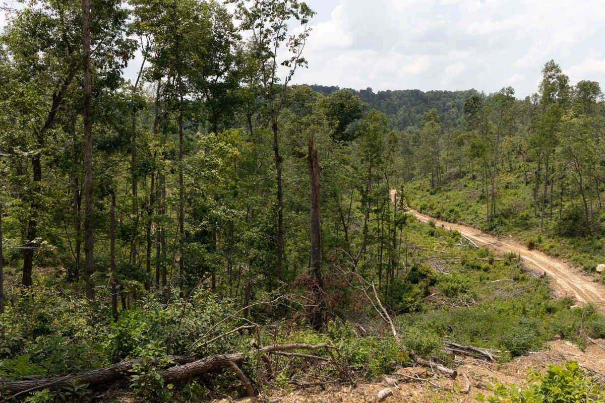 Decorative background for Creek Hollow Phase II Tract 76 image 9