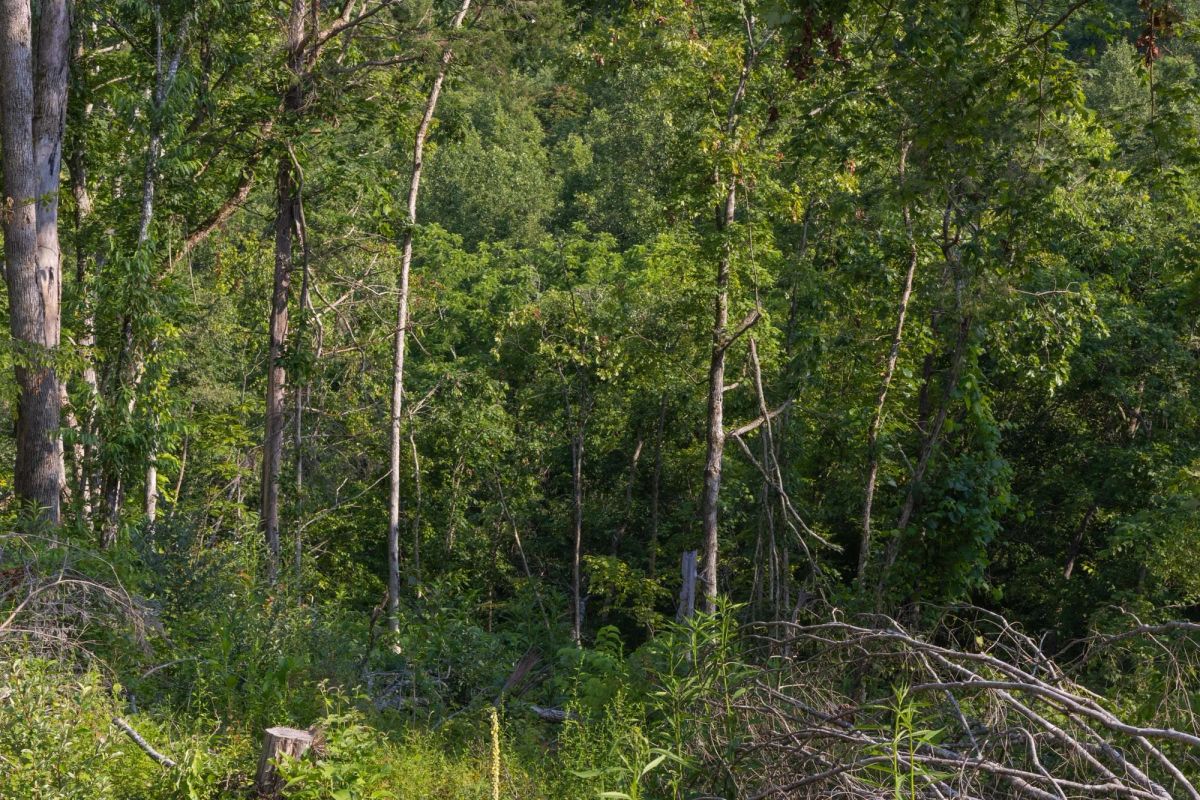 Decorative background for Creek Hollow Phase II Tract 86 image 5