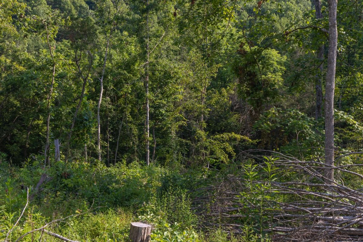 Decorative background for Creek Hollow Phase II Tract 86 image 9