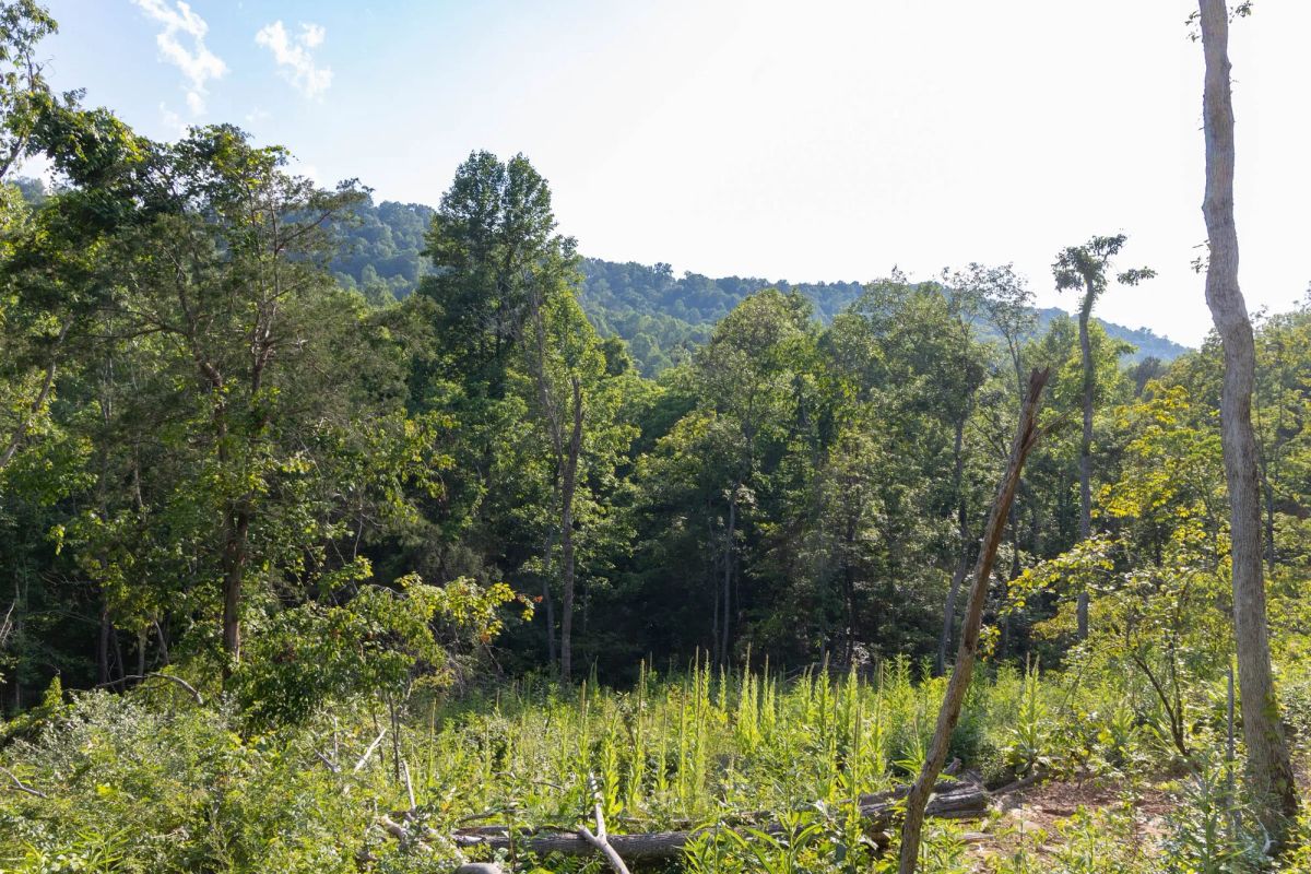 Decorative background for Creek Hollow Phase II Tract 86 image 10