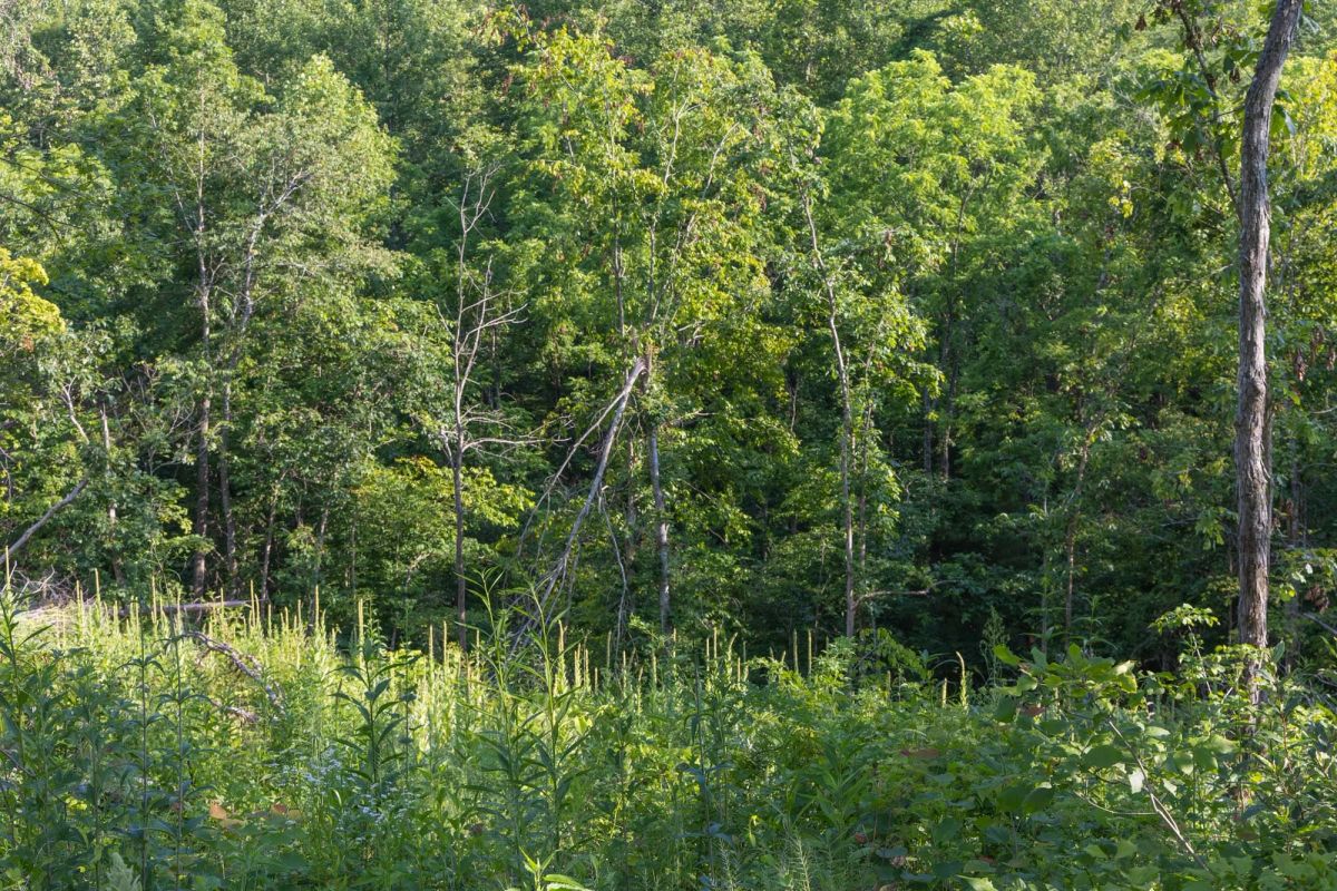 Decorative background for Creek Hollow Phase II Tract 86 image 11