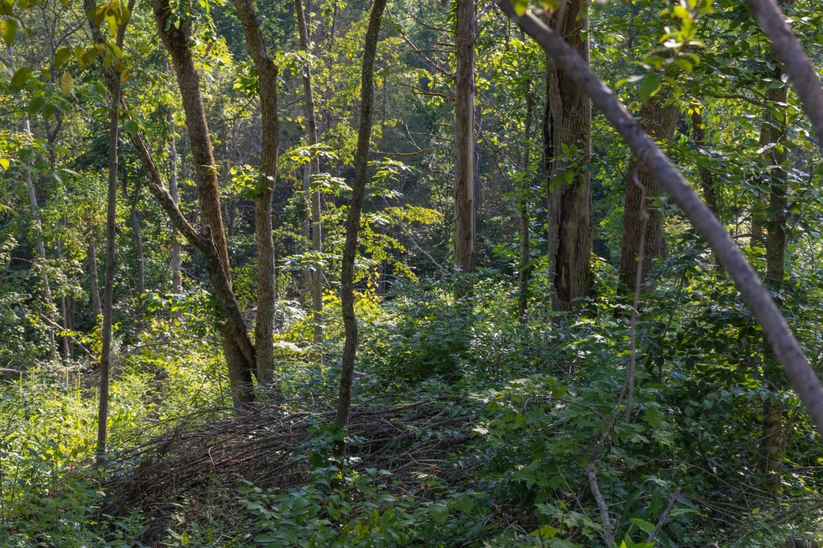 Decorative background for Creek Hollow Phase II Tract 86 image 12
