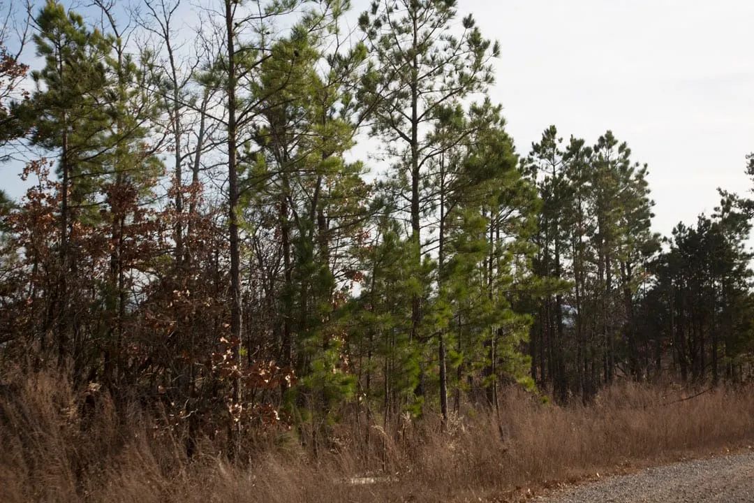 Decorative background for Stone Creek Phase III Tract 89 image 6