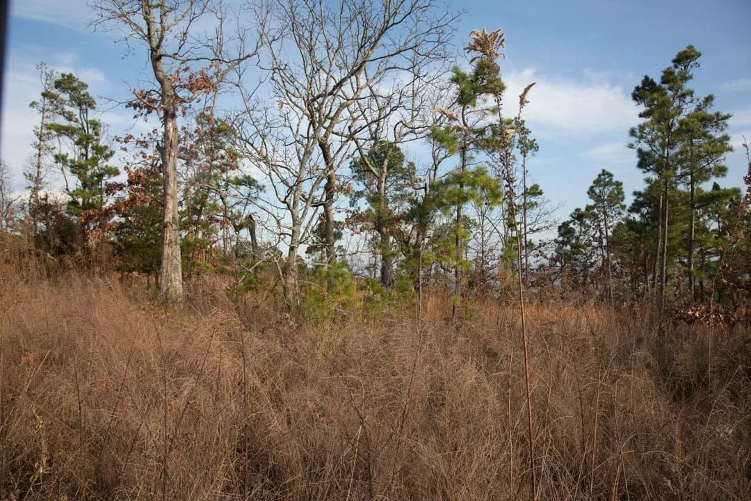 Decorative background for Stone Creek Phase III Tract 89 image 7